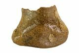 Bargain, Fossil Ankylosaur Or Nodosaur Tooth - Montana #108148-1